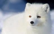 Do You Like Arctic Animals?