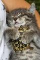 kittens or turtles?