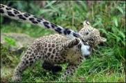 Do you like leopards?