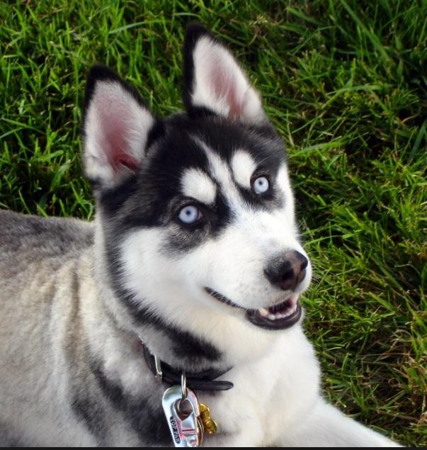 Huskies or pugs? Huskies or pugs?