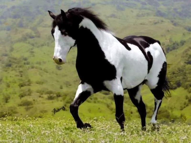 What type of Were-creature would you be? What type of Were-creature would you be?