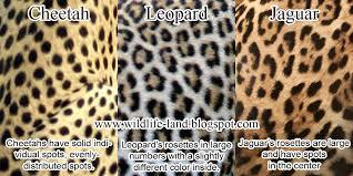 What is the best? Leopards, Cheetahs or Jaguars?