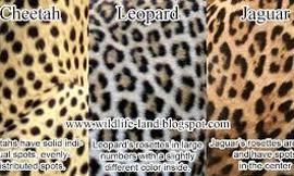 What is the best? Leopards, Cheetahs or Jaguars?