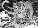 Do you love snow leopards?
