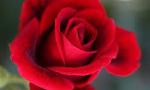 the best Rose