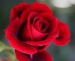the best Rose