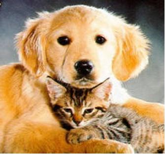 Do you like cats or dogs better?