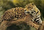 Do you like jaguars?