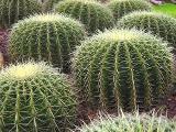Are u a smooth cactus, or a prickly cactus?
