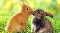 Do you like bunnies?
