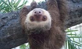Do you like sloths?