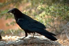 Do you like crows?