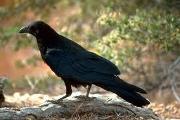 Do you like crows?