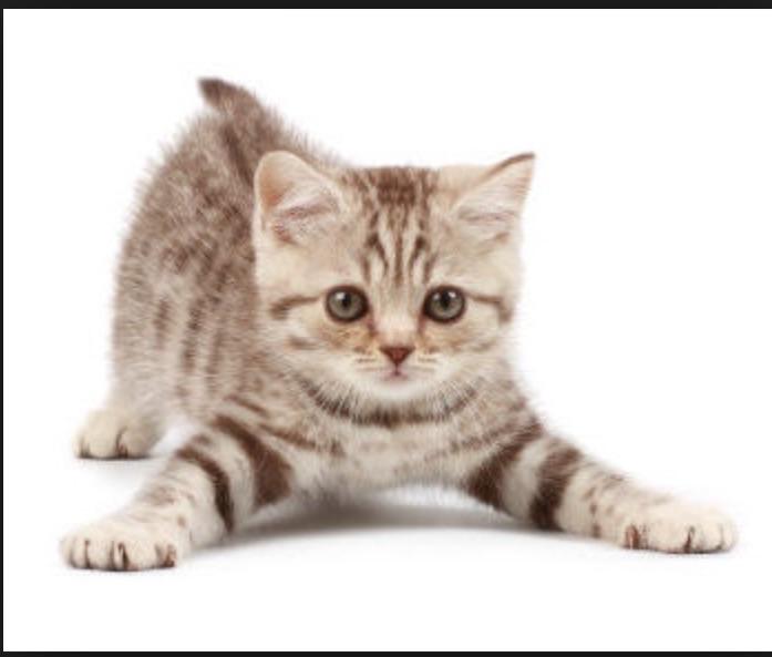 What is the best kitten name (female)?