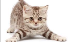 What is the best kitten name (female)?