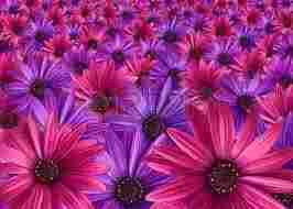 pink vs purple! pink vs purple!