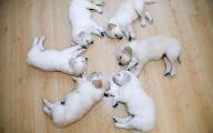 Which Puppy is most adorable?