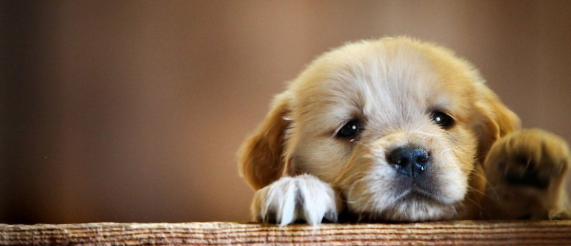 cute or ugly