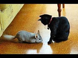 Would you rather have a chinchilla or have a kitten?