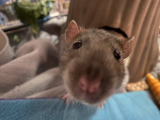 what do you think about this funny rat?
