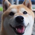 Are shiba inus cute to you?