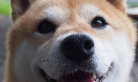 Are shiba inus cute to you?