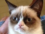 What grumpy cat meme makes you laught more?