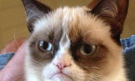 What grumpy cat meme makes you laught more?
