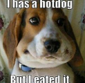 What do you think of this funny dog picture?