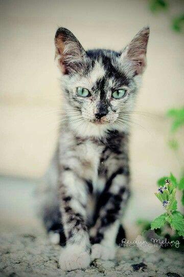 Warrior Cats Question: Which prefix do you think is better for this med apprentice (the future suffix is storm)? Warrior Cats Question: Which prefix do you think is better for this med apprentice (the future suffix is storm)?