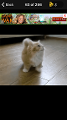 What is the best viral cat?