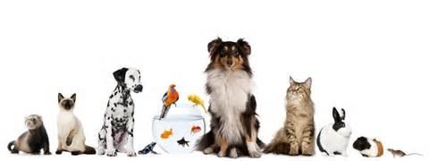 Which pet do you want?