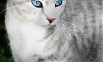 What should my warrior cat name be if I were a silver-gray tabby she-cat?