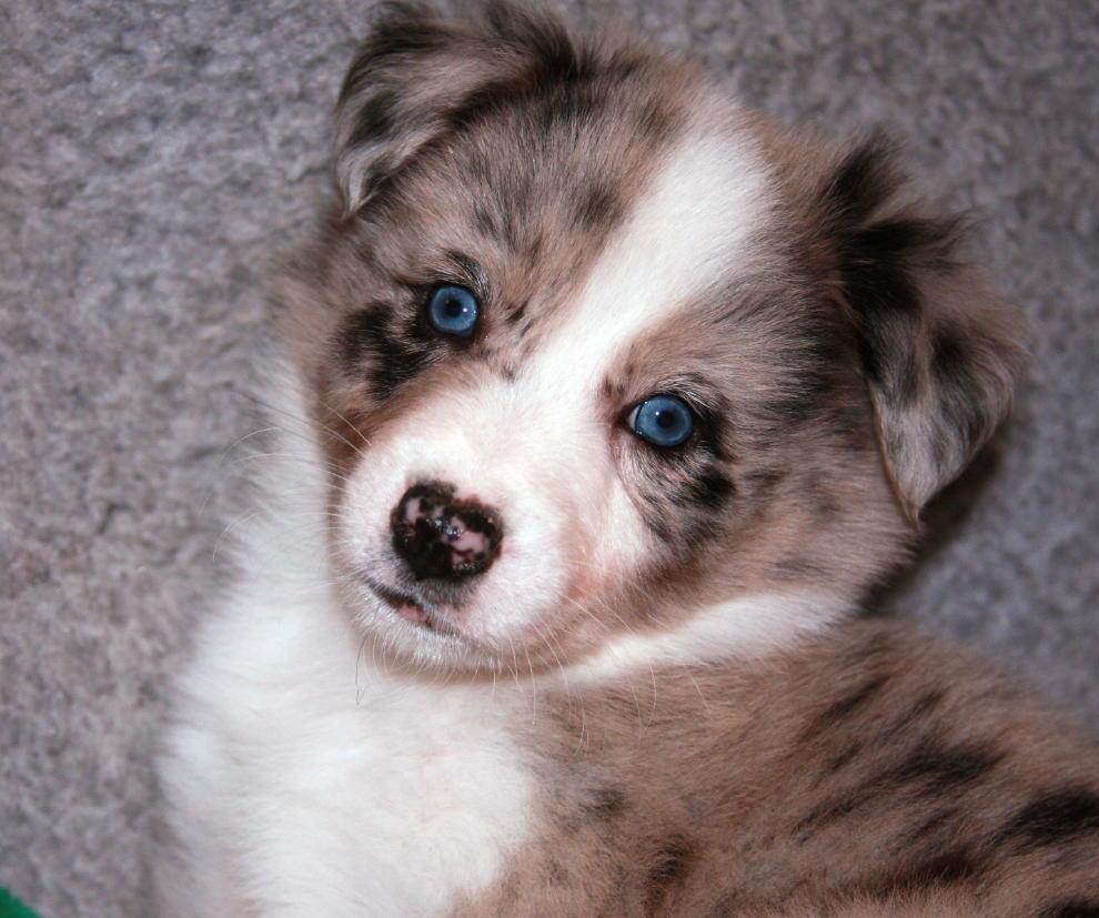 Australian sheperd