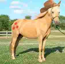 applejack applejack