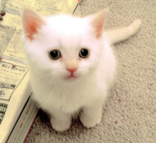 Kitties! Kitties!