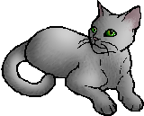 Snowstar Snowstar
