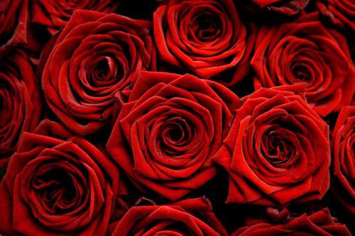 Roses Roses
