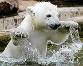 polar bear 2