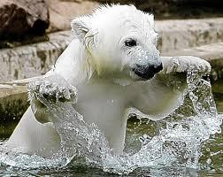 polar bear 2