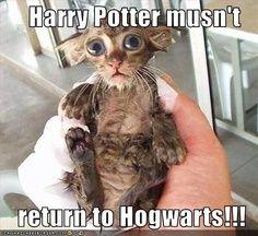 OMG that kitty is like a mini Dobby!