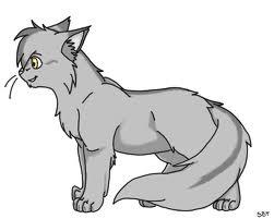 Graystripe