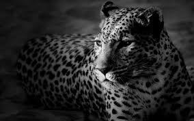 leopards