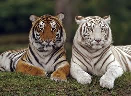 tigers