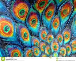 Peacock Feathers Peacock Feathers