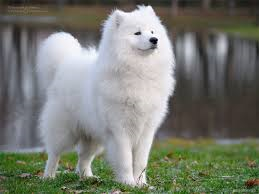 Delilah (For a Samoyed, or white husky.) GIRL