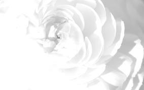 White White