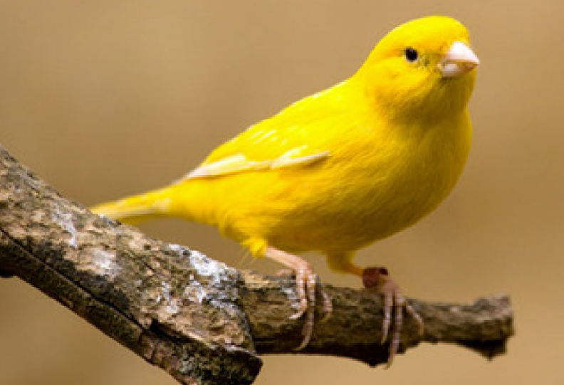Yellow Yellow
