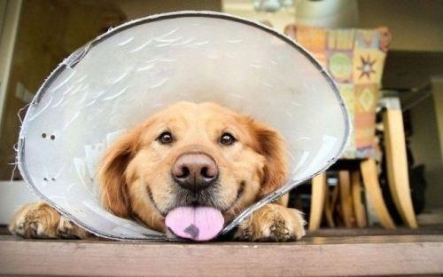 Doggy Doggy