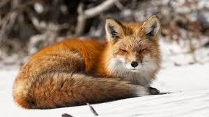 fox fox